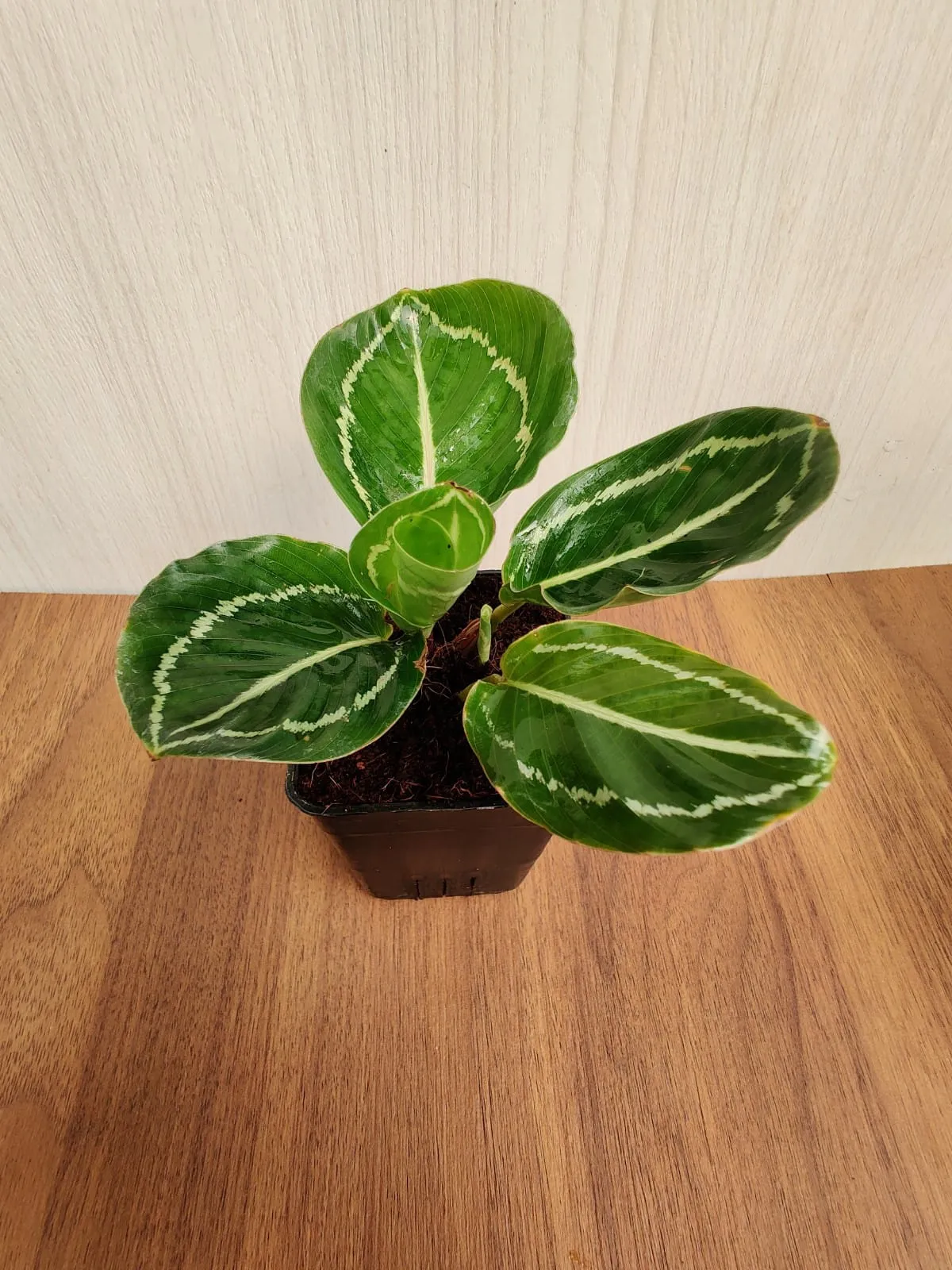 Calathea Green Lipstick Small  Plant