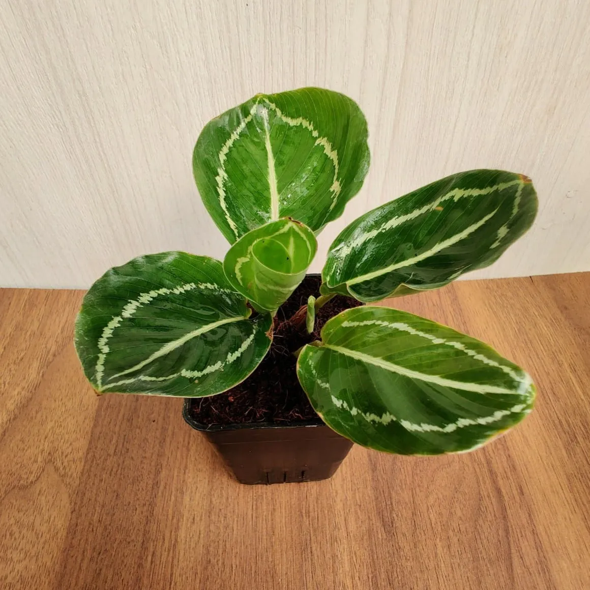 Calathea Green Lipstick Small  Plant