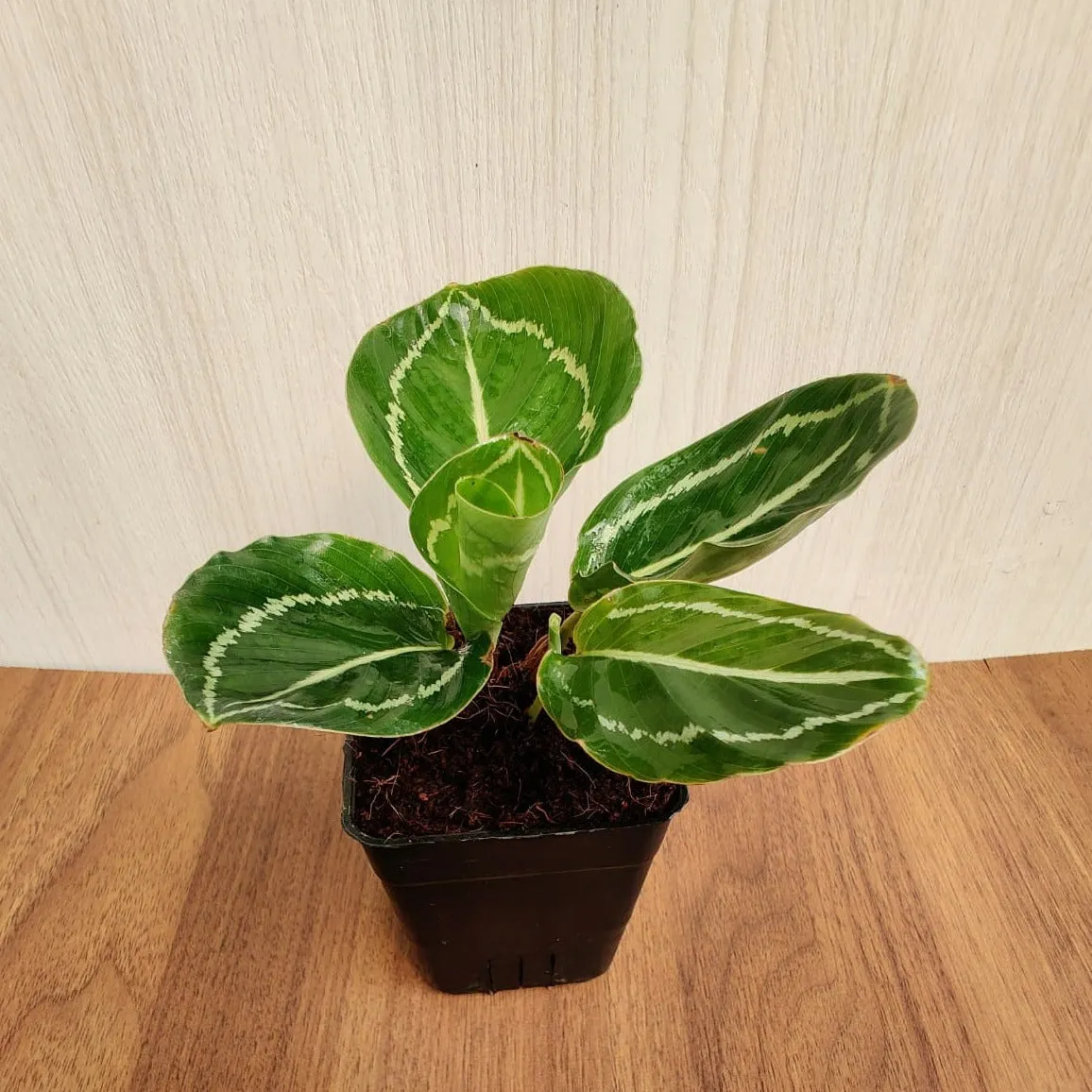 Calathea Green Lipstick Small  Plant